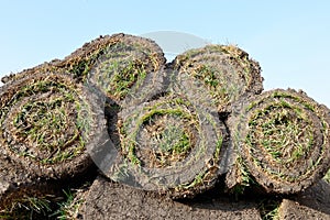 Grass rolls are piled in careless stacks, sod rolls