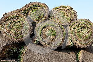 Grass rolls are piled in careless stacks, sod rolls