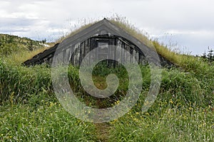 Grass roofed cattle shed