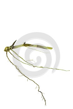 Grass root , grass plant with root system isolated on the white background