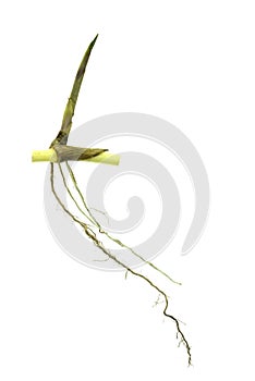 Grass root , grass plant with root system isolated on the white background