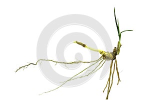 Grass root , grass plant with root system isolated on the white background