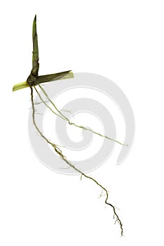 Grass root , grass plant with root system isolated on the white background