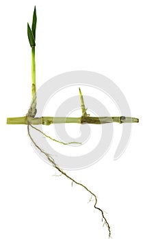 Grass root , grass plant with root system isolated on the white background