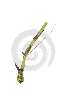 Grass root , grass plant with root system isolated on the white background