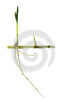 Grass root , grass plant with root system isolated on the white background