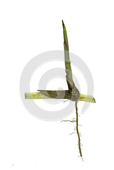 Grass root , grass plant with root system isolated on the white background