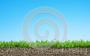 Grass with roots and soil