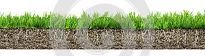 Grass with roots and soil