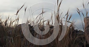 Grass on ruins in the wind