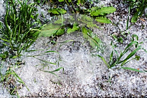 Grass and rumex obtusifolius