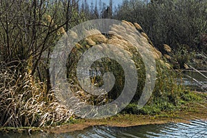 Grass and rushes growing in wetlands