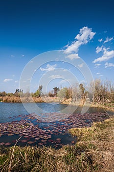 Grass and rushes growing in wetlands with blue sky and clound