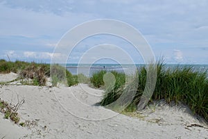 Grass on the sand of beach dunes under a blue sky