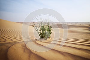 Grass in sand dune against desert landscape