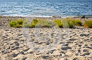 Grass sand dune beach sea view. View on small sand dune with green grass. Sandy beach at sea coast