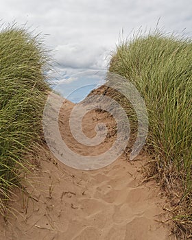 Grass and sand dunes