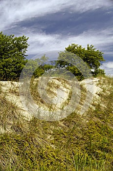 Grass on sand dunes