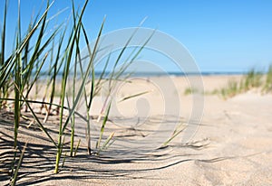 Grass in the sand dunes