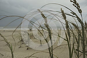 grass on the sand dunes of the Atlantic coast Argentina
