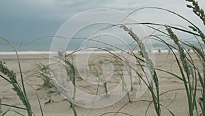 Grass on the sand dunes of the Atlantic coast Argentina