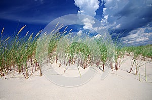 Grass on sand dunes on Baltic Sea beach, Latvia, Ventspils