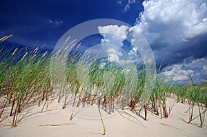 Grass on sand dunes on Baltic Sea beach, Latvia, Ventspils