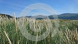 Grass on the sand dunes of Barmouth beach