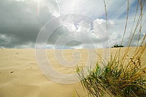 Grass and sand dunes with dutch clouds en sky dutchlight sun