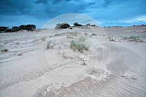 Grass on sand dunes over blue sky