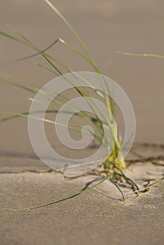 Grass and sand.GN