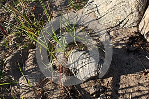 Grass on the sand among the rocks.