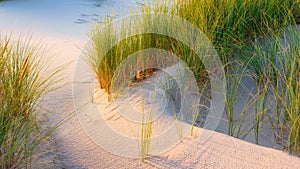 Grass on the sand. Soft light at sunset. A sandy shore at low tide. Travel image.