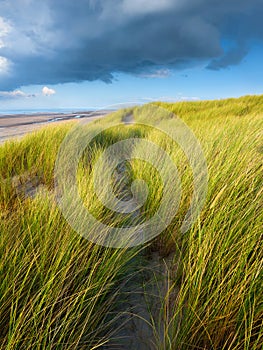 Grass on the sand. Soft light at sunset. A sandy shore at low tide. Travel image.