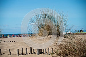 grass in a sandy dune on the beach