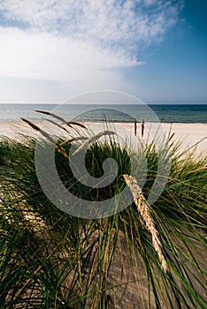 Grass on the sandy and windy Baltic seashore