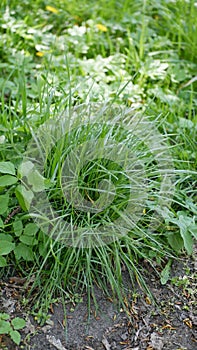 Grass sedge taken in April