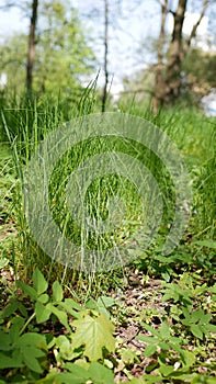 Grass sedge taken in April