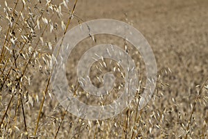 Grass seed