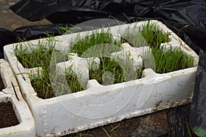 Grass seed germinating and growing in tray