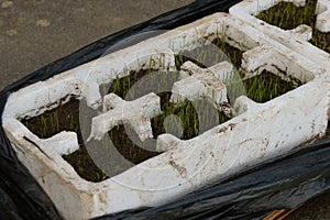 Grass seed germinating and growing