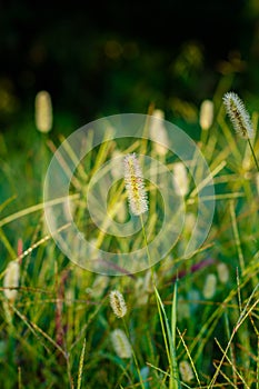 Grass Seed Head