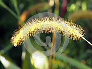 A grass seed head at dawn