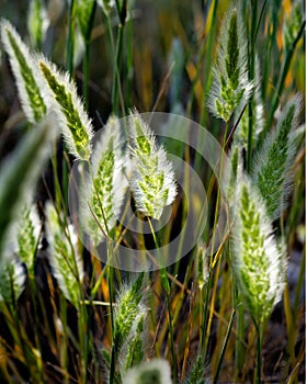 Grass Seed Heads with sunlight shining through silver awns.