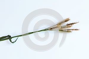 Grass seed heads tied together with a blade of grass