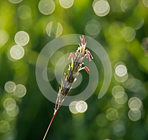 Grass Seedhead photo