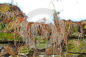 Grass seedlings in my sunny, snowy organic garden,