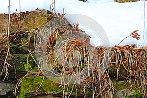 Grass seedlings in my sunny, snowy organic garden,