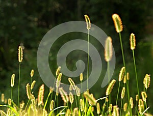 Grass seeds