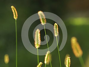 Grass seeds 2